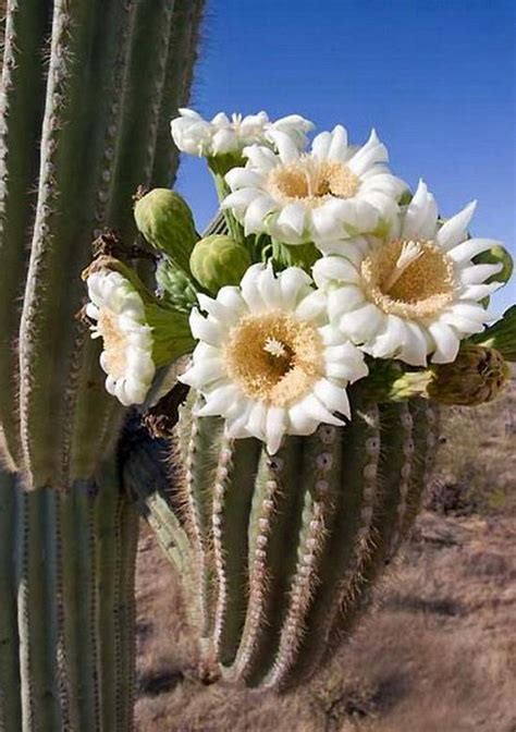 The Giant Saguaro Cactus Barnorama