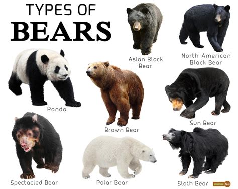 Types Of Bears