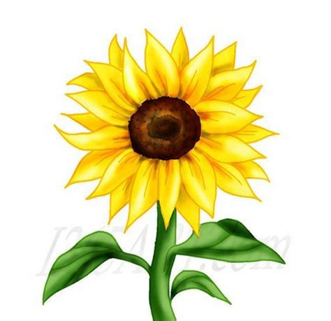 Download High Quality Sunflower Clipart Yellow Transparent Png Images