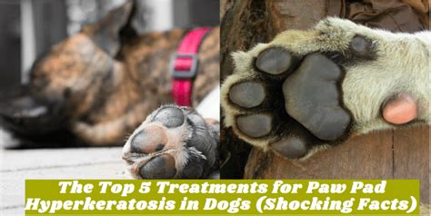 The Top 5 Treatments For Paw Pad Hyperkeratosis In Dogs Shocking Facts