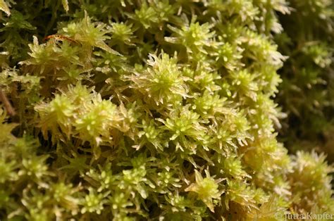 Bryophytes Of Central And Northern Europe Sphagnum Tenellum
