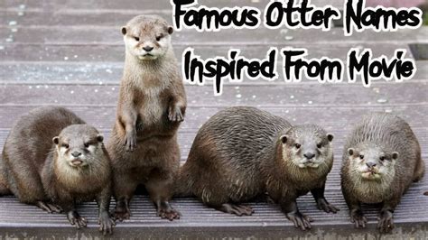 200 Otter Names And The Cutest Names For Otters