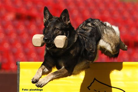 Herding Breed Schutzhund Military Working Dogs Dog Club Police Dogs