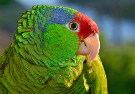 Mexican Red Head Amazon Amazon Parrot Best Pet Birds Parrot Pet