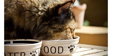 My cats eat both wet and dry, and i feed three 5.5 oz can plus 1/3 cup of dry food per cat. What should I feed my cat? Wet or dry food | International ...