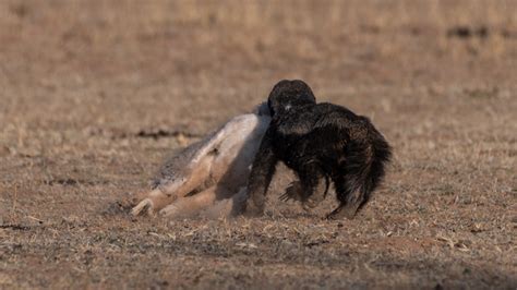 Cunning Honey Badger Snatches Eagle Chick Africa Geographic