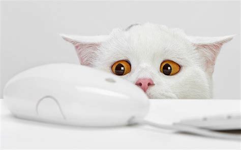 Download Cat Mouse Funny Desktop Wallpaper