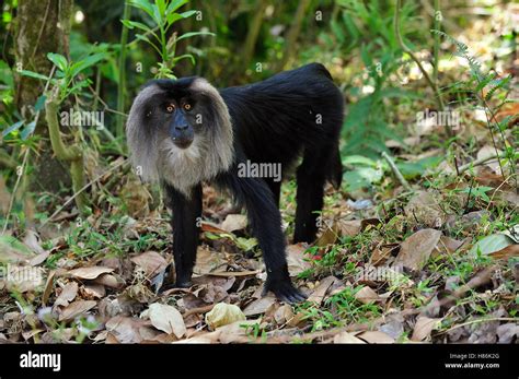 Lion Tailed Macaque Macaca Silenus Western Ghats India Stock Photo