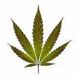Marijuana Plant Leaves Images