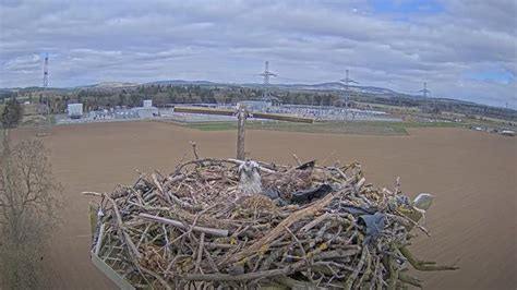 Ospreys Return From Africa To Alyth Electricity Substation Platform In Perthshire Uk News