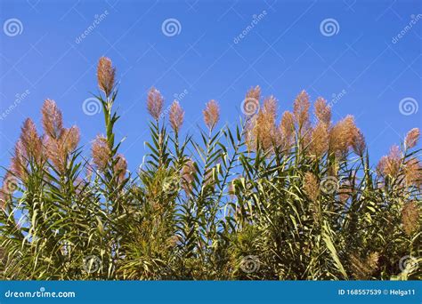 Leaves And Flowers Of Giant Reed Against Blue Sky Stock Image Image