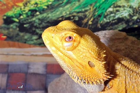 Fancy Bearded Dragons Everything You Need To Know
