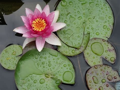 Free Images Leaf Petal Summer Green Water Lily Art Refreshment