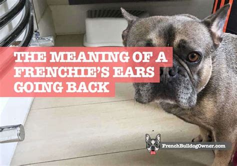 Itchy ears and ear infections. French Bulldog Ears Back: The Meaning & Other Signs to ...
