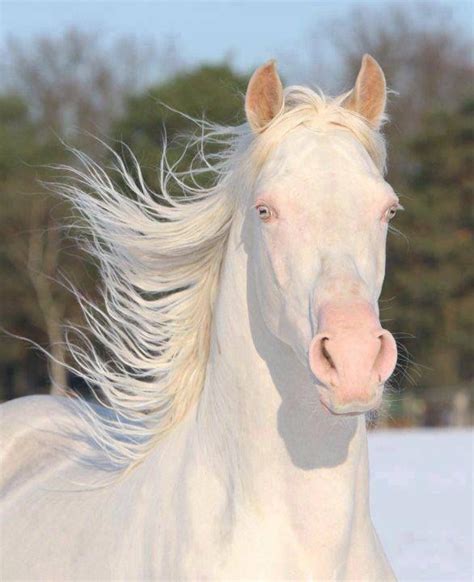 Albino White Hory Most Beautiful Horses All The Pretty Horses Animals
