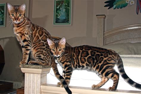 We are committed to perfecting and advancing the breed. Bengal Cat Carla - Bengal Kittens For Sale