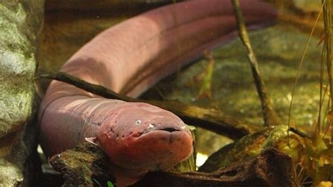 Electric Eels Use An Astonishing Science Trick To Double Zap Large Prey