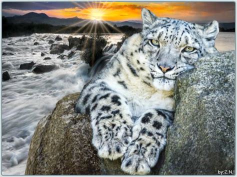 Download Big Cats Wallpaper High Resolution By Taylora30 Big Cats