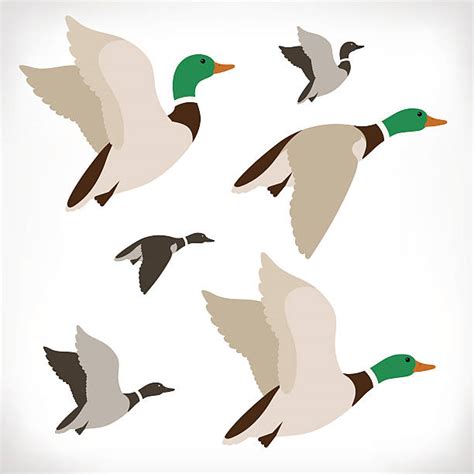 Flying Duck Clipart 10 Free Cliparts Download Images On Clipground 2024