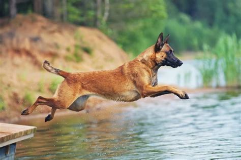 Belgian Malinois Info Personality Facts And More Great Pet Care