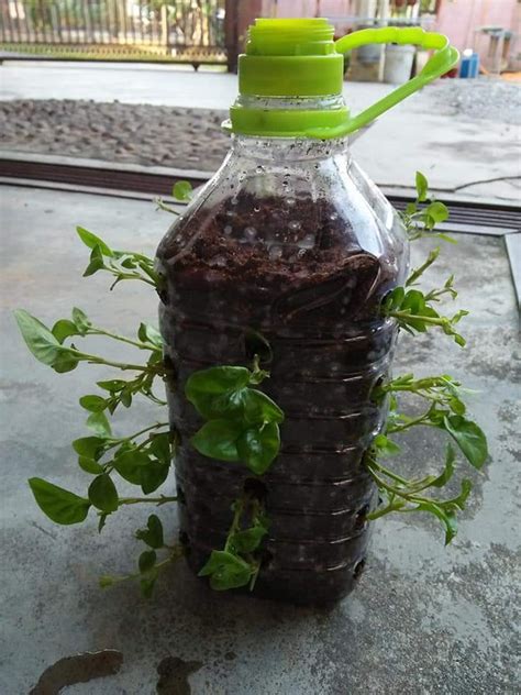 Simpan bawang putih di dalam kulkas selama 7 sampai 14 hari atau hingga tumbuh tunas. Cara Tanam Bayam Brazil Dalam Bekas Botol Plastik Yang ...