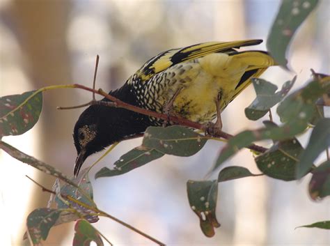 Regent Honeyeater Canberra Birds