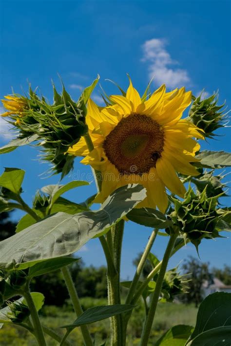 Sunflower Against The Blue Sky Stock Image Image Of Closeup Vivid