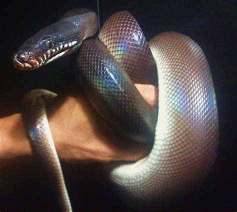Iherp Answers White Lipped Python Aggression
