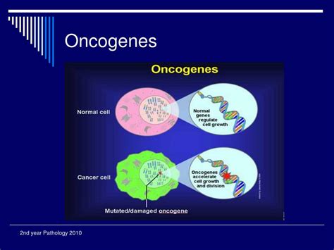 Ppt Oncogenes And Tumour Suppressor Genes Powerpoint Presentation