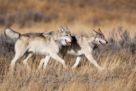 Court Refuses To Limit Montanas Unscientific Wolf Hunting And Trapping