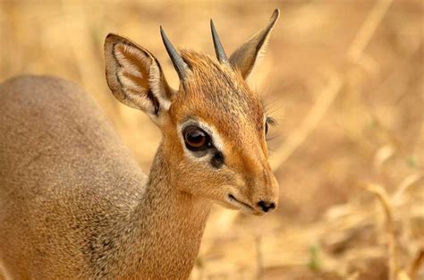 Dik Dik Antelope Safari In National Parks Of Tanzania