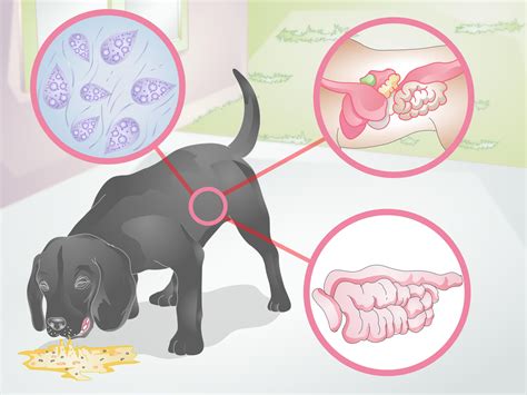 How To Diagnose Yellow Foamy Vomit In Dogs 6 Steps Wiki How To