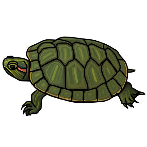 Painted Turtle Clipart 10 Free Cliparts Download Images On Clipground
