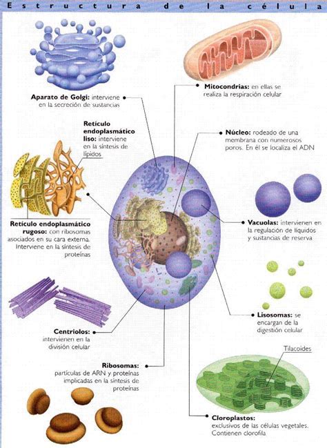 Estructura De La Celula Eucariota Seo Positivo