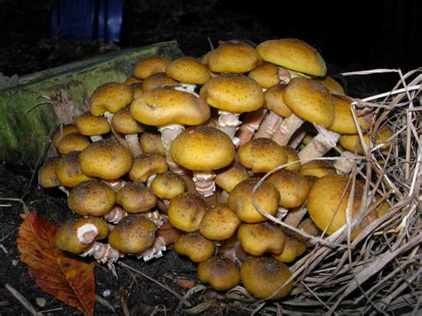 How To Identify Honey Mushrooms All Mushroom Info