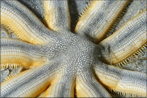 Luidia Senegalensis Nine Armed Sea Star