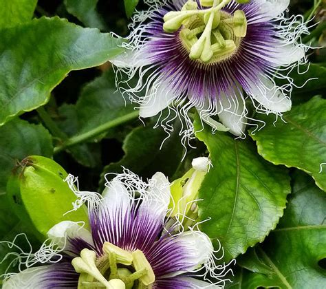 How To Successfully Grow Passion Flowers A Field Guide To Planting Care And Design On Gardenista