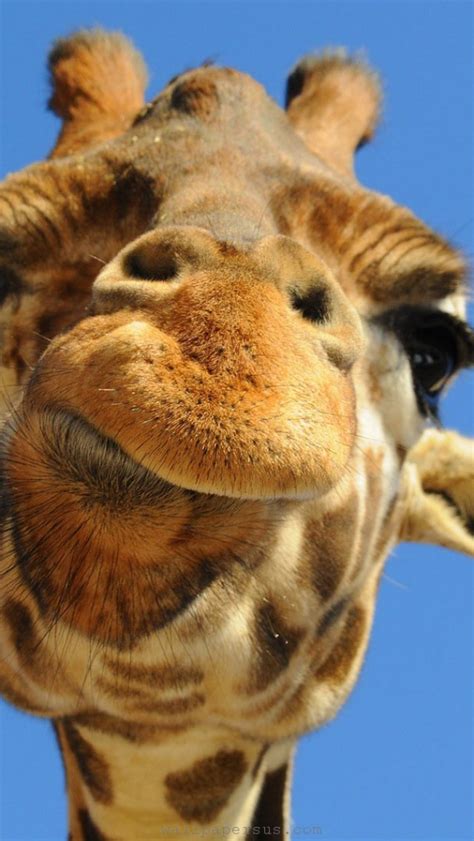 animal faces giraffe pictures animal wallpaper