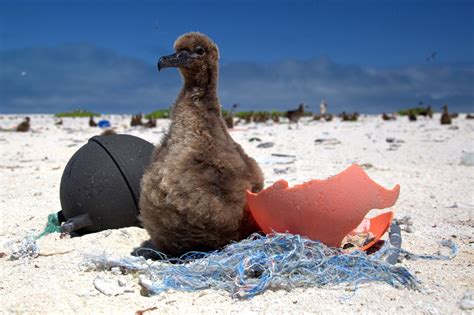 What Is Ocean Plastic Doing To Marine Animals Cnn