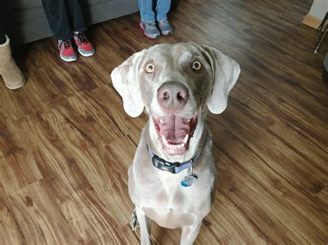 An Excited Weimaraner Learns To Follow Dog Gone Problems