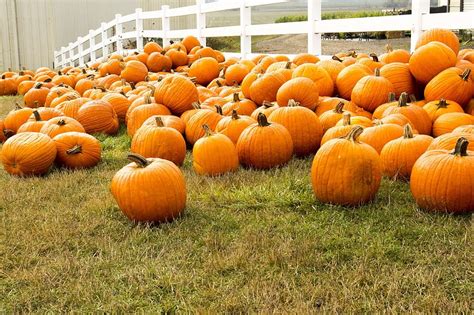 Pumpkin Field Wallpaper