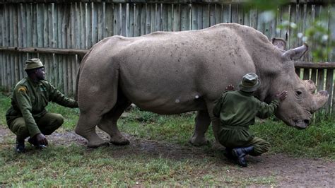Ivf Hoped To Save Northern White Rhino From Extinction Kenya News