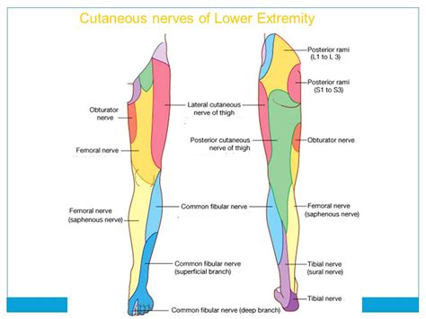 Lumbar Nerve Distribution Chart Dermatomes Diagram Spinal Nerves And