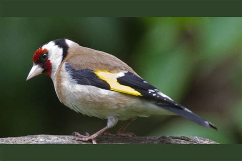 Top 10 Garden Birds In Britain How Many Can You Identify