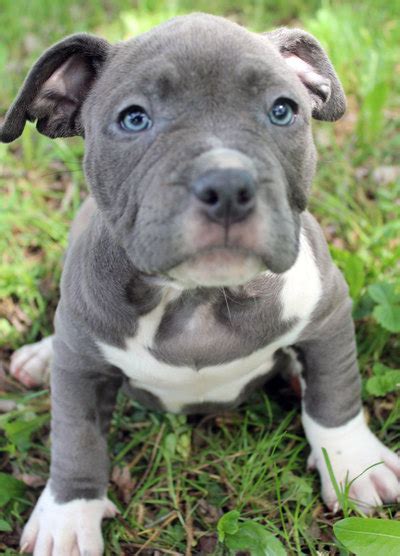 Jiji.ng more than 12 pitbull dogs & puppies are waiting for you buy your future friend today ▷ prices are starting from ₦ 60,000 in nigeria. Blue Nose Pitbull Puppies For Sale - Blue Nose Pitbull ...