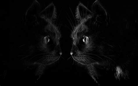 Fondos De Pantalla 1680x1050 Px Animales Negro Gato Oscuro