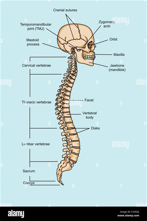 Structure Of Human Skull And Spinal Column Illustration Stock Photo Alamy