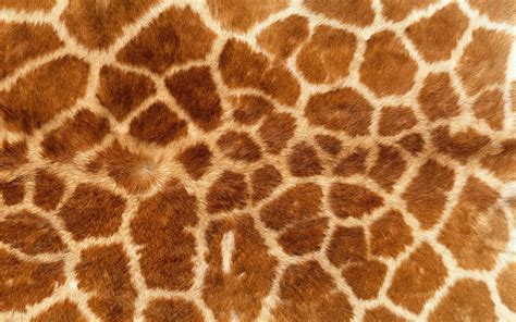 2048x1536 Resolution Brown And White Giraffe Pattern Textile Animal