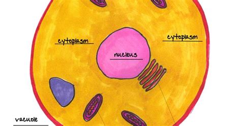Animal Cell Labeled Classical Conversations Cycle 1 Science Pinterest