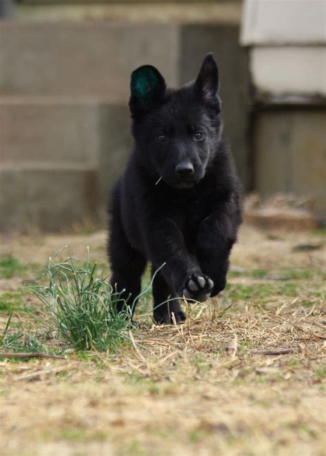 Exceptional puppies for sale, uniquely bred and raised to be ideal family dogs. Black GSD pup | Black german shepherd puppies, German ...